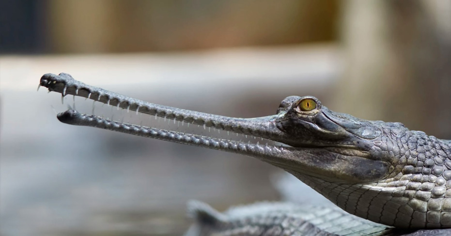 Ken Gharial Sanctuary