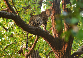 Panna - Bandhavgarh Tour